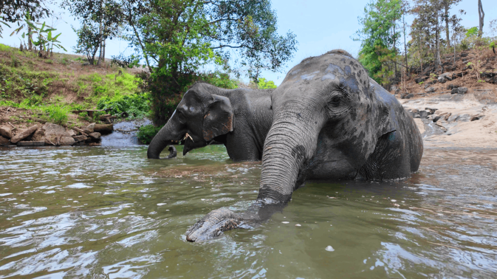 elephant sanctuary chiang mai-river