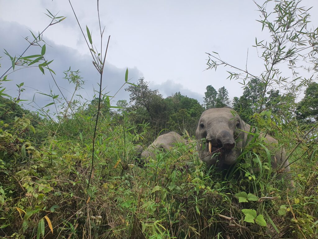 chiangmai elephant 1