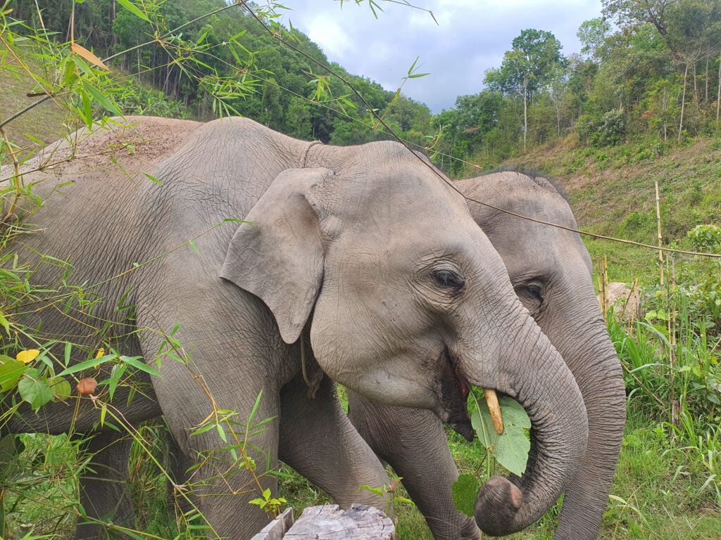 elephants in sanctuary