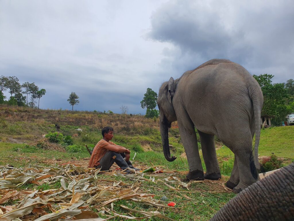 chiangmai elephant 2