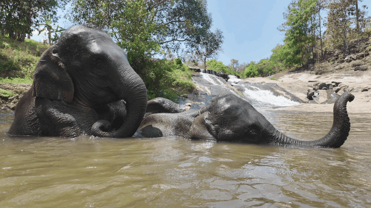 chiangmai elephant sanctuary:river