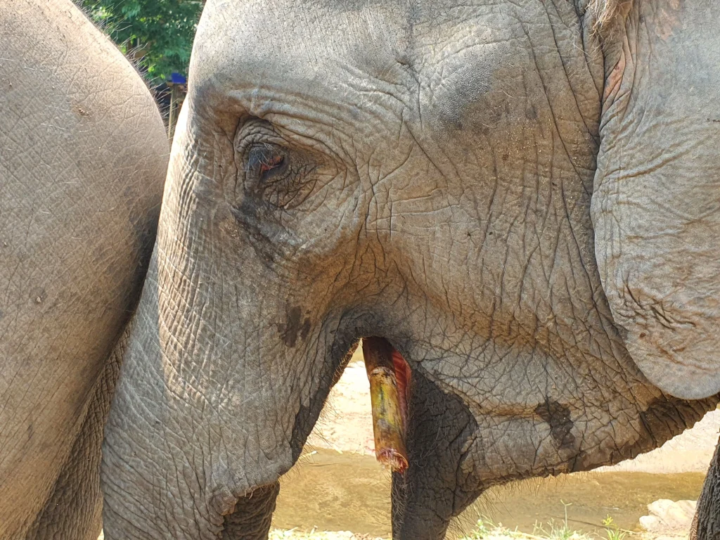 Playful elephant in Chiang Mai with bright eyes.