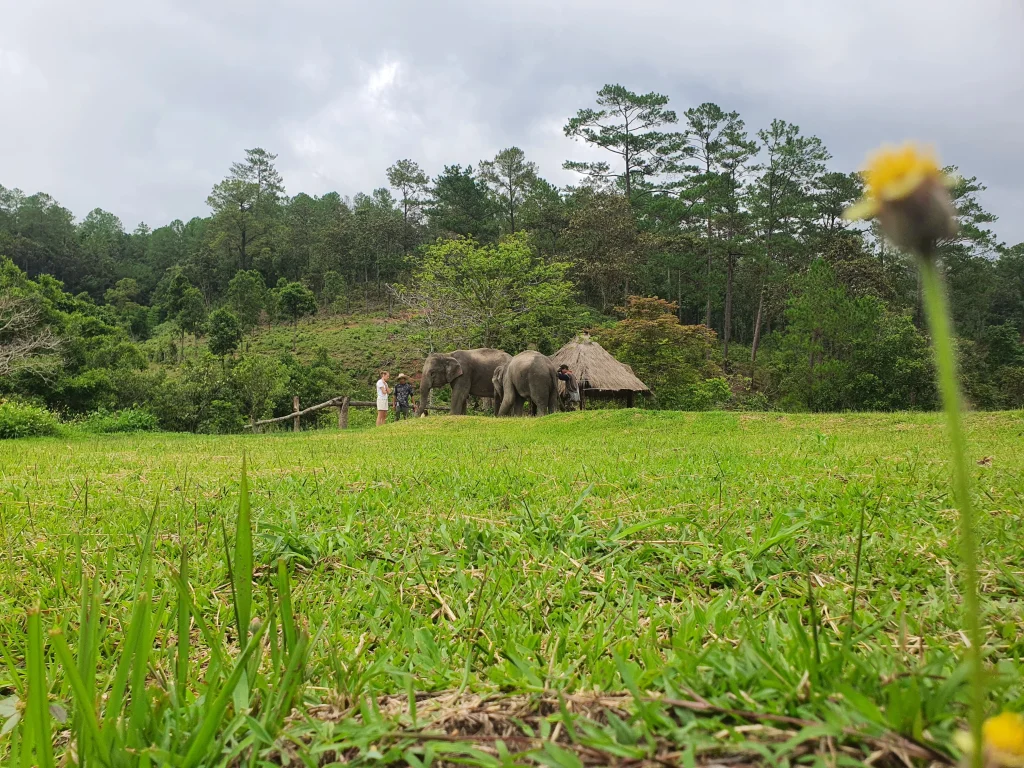 flowers-elephant sanctuary ching mai