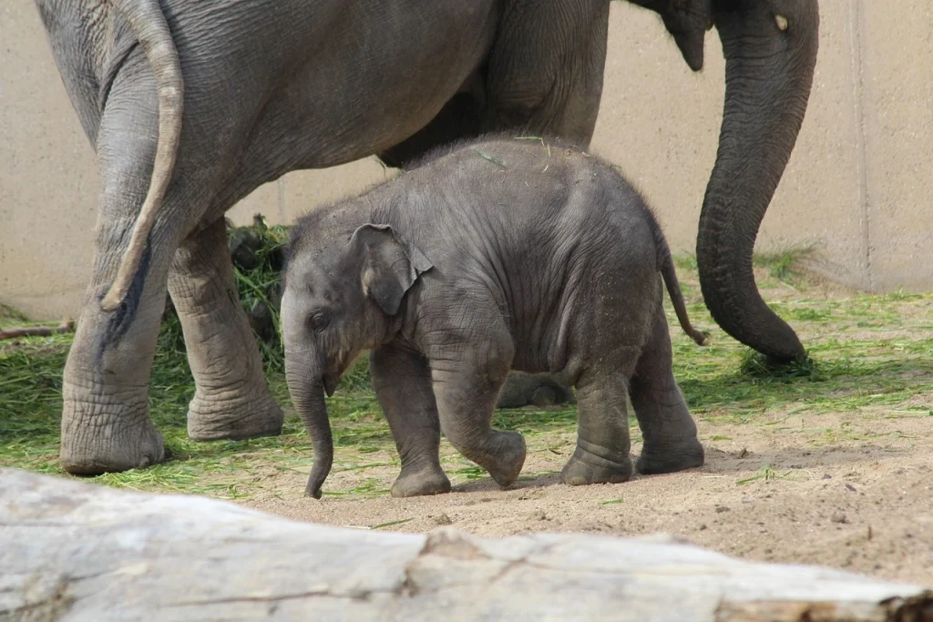 baby elephant in chiangmai elephant sanctuary