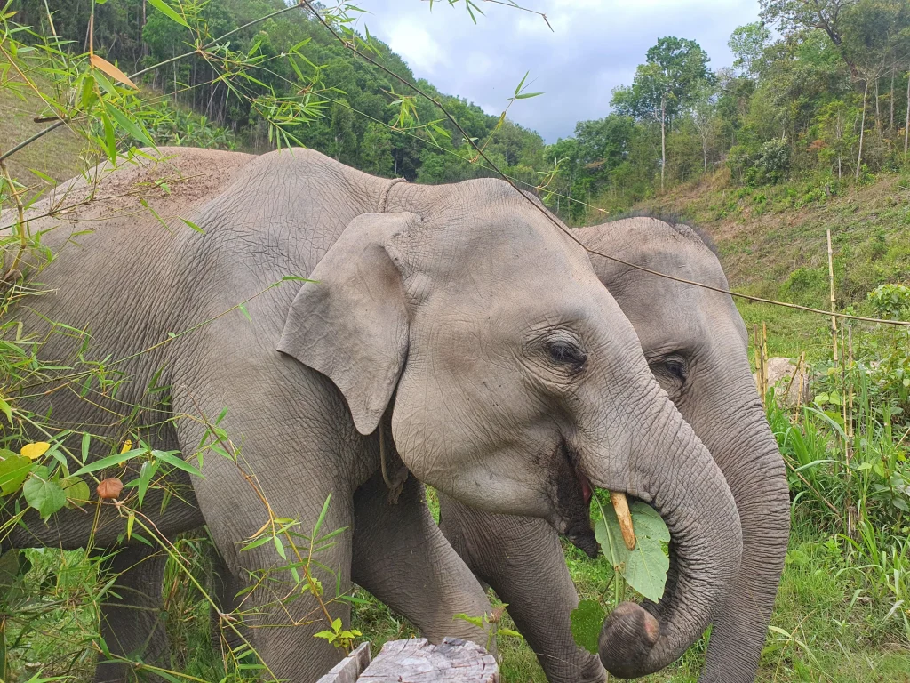 young elephant at Le Cher Elephant Home