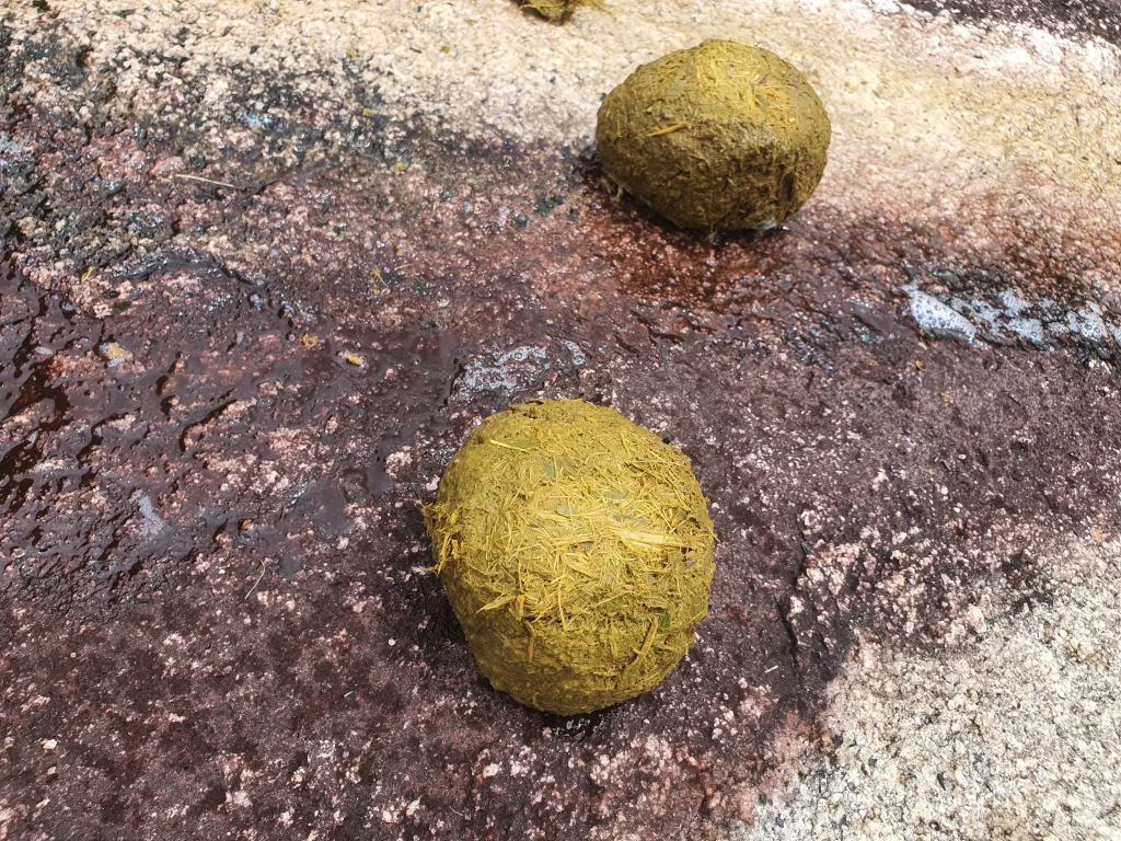 fresh poo in elephant sanctuary chiang mai