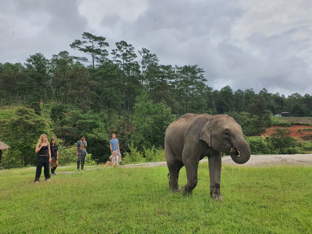 The naughty elephant in elephant sanctuary chiang mai