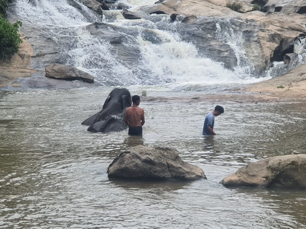 A local mahout bathing an elephant in the river at Le Cher Elephant Home, surrounded by nature in Chiang Mai.
