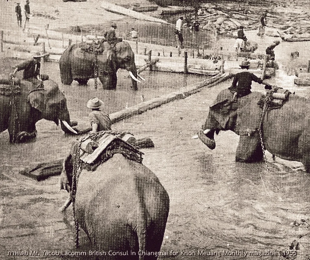 Working elephant pulling logs, reflecting the historical role of elephants in Chiang Mai's logging industry