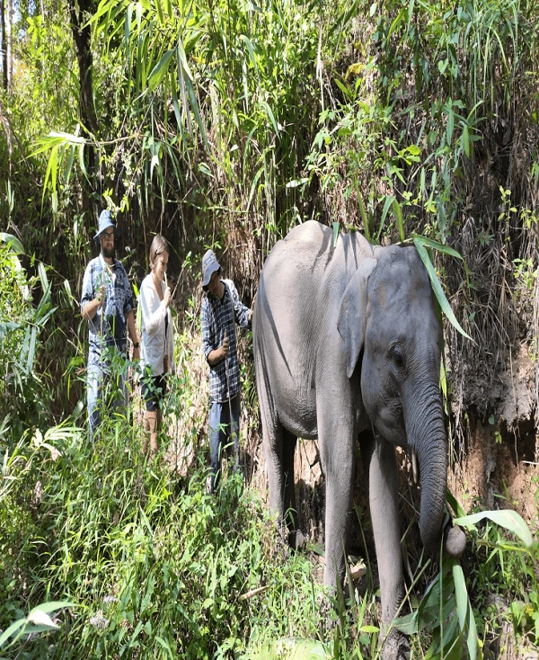 Visitors observing elephants safely at Le Cher Elephant Home