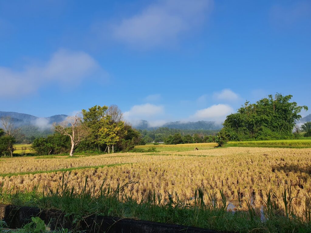 Peaceful natural habitat in Chiang Mai, home to many elephant sanctuaries