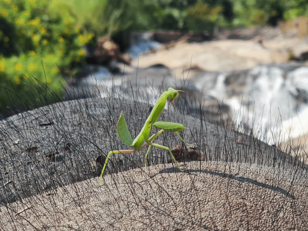 Elephants enjoying natural surroundings at an ethical elephant sanctuary Chiang Mai