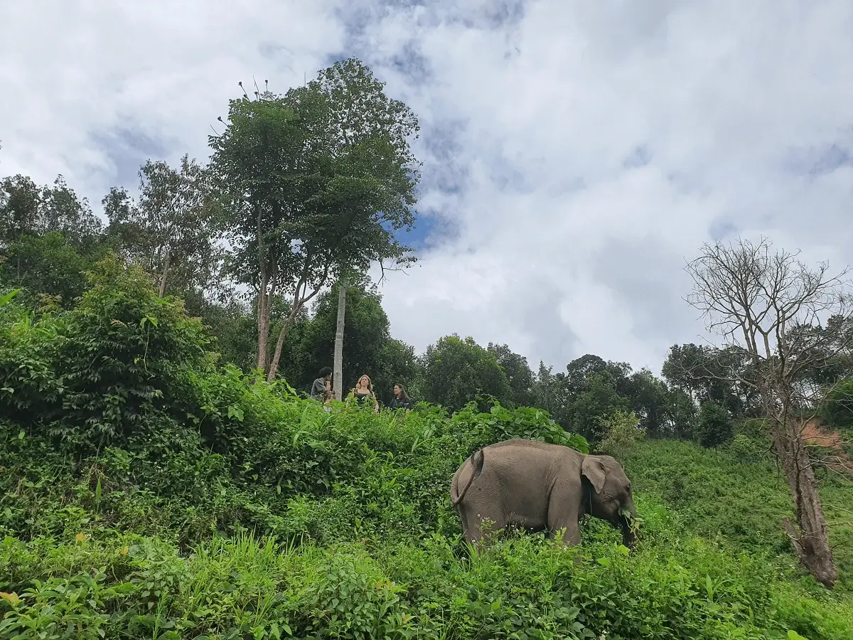 Wildlife scene of elephants walking in the forest sanctuary in Chiang Mai