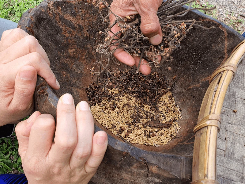 Various herbs used for elephant herbal medicine preparation