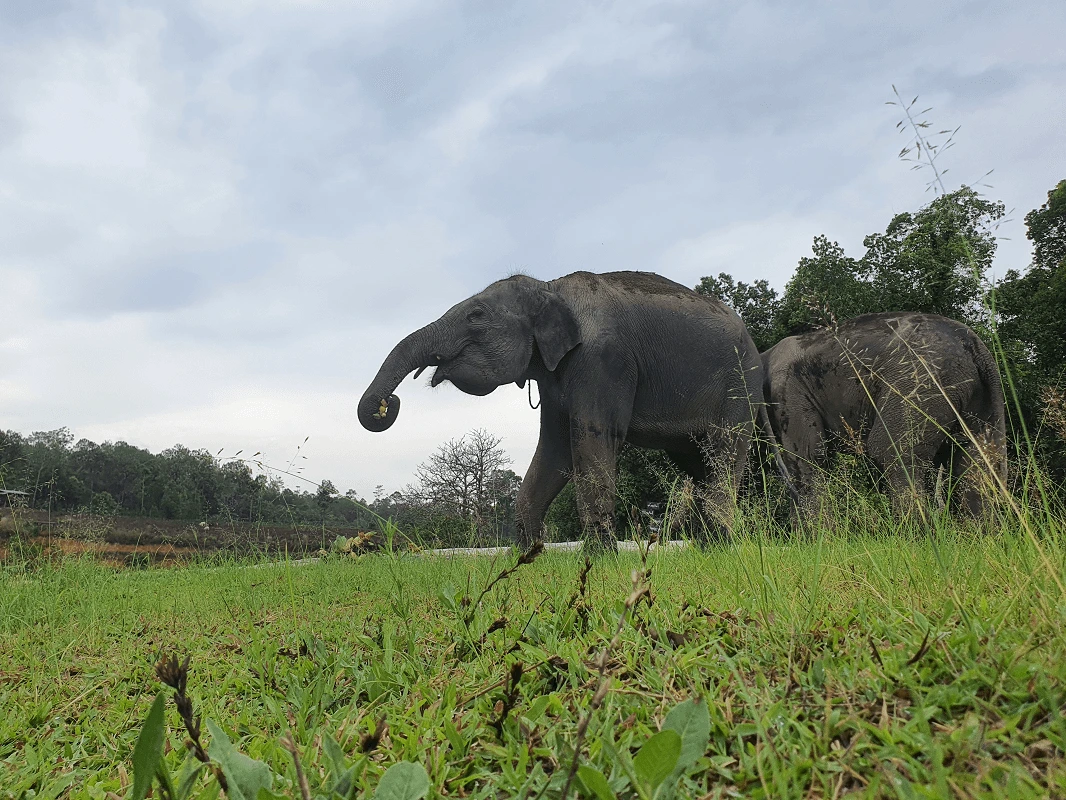 Elephant using its trunk to pick up food at Le Cher Elephant Home