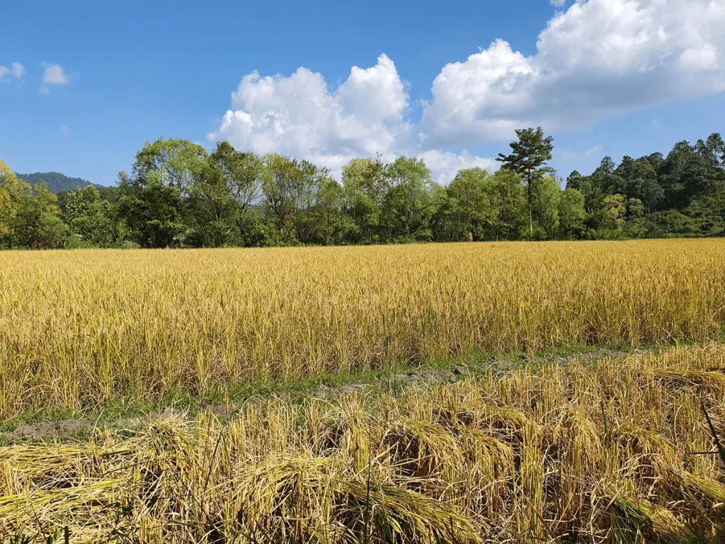 Rice fields of a local Chiang Mai community near an ethical elephant sanctuary