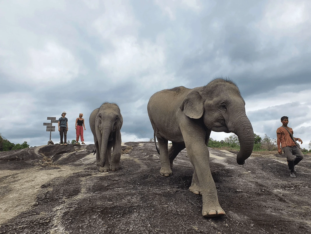 "Full day in chiang mai elephant sanctuary"