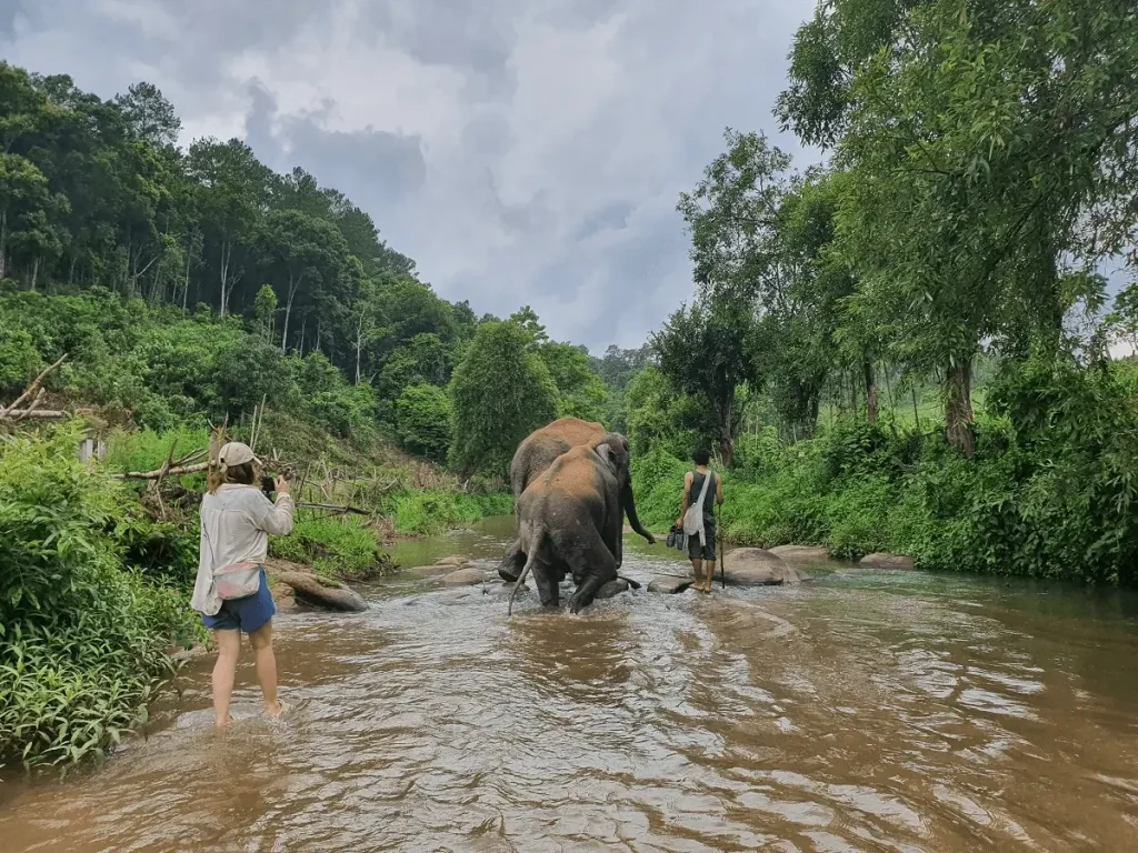 Elephant walking and foraging for food along the river in an ethical elephant sanctuary in Chiang Mai