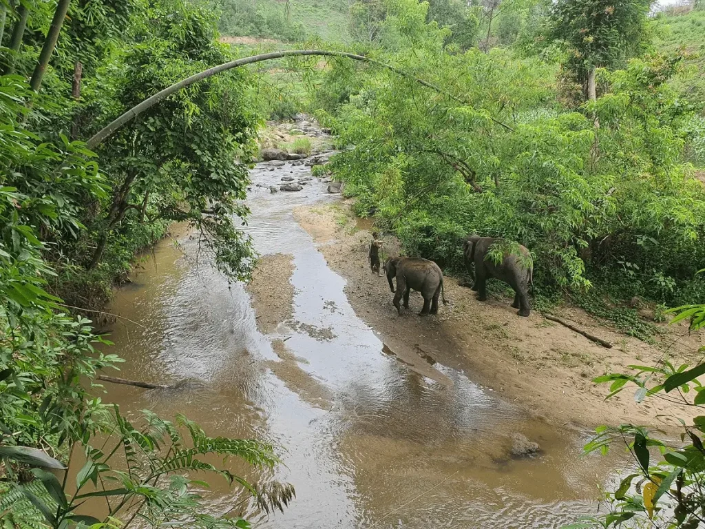Effective and Ethical Strategies for Managing Stressed Elephant Behavior at Elephant Sanctuaries in Chiang Mai