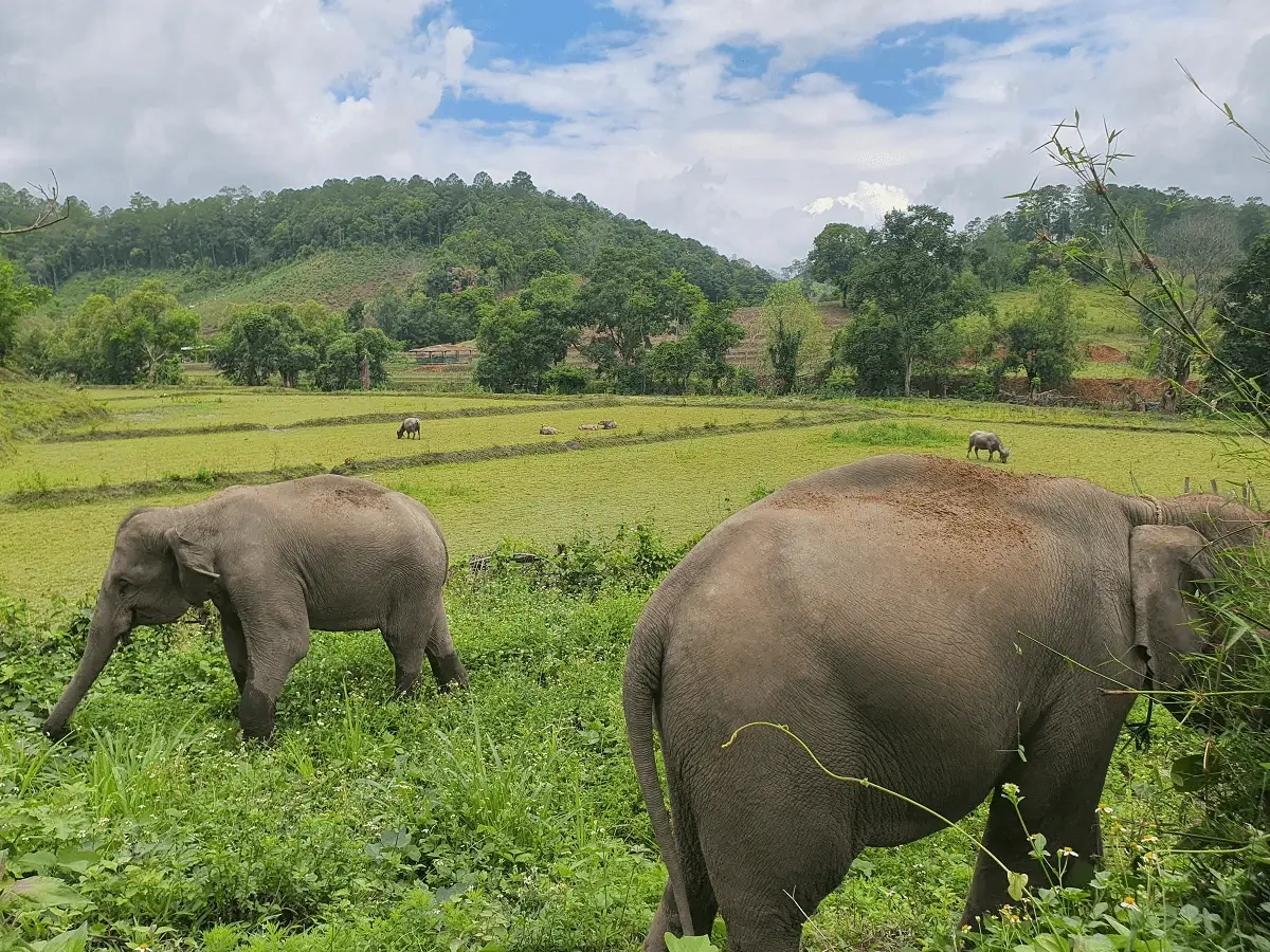 Elephant grazing in the field with buffalo at an ethical elephant sanctuary in Chiang Mai