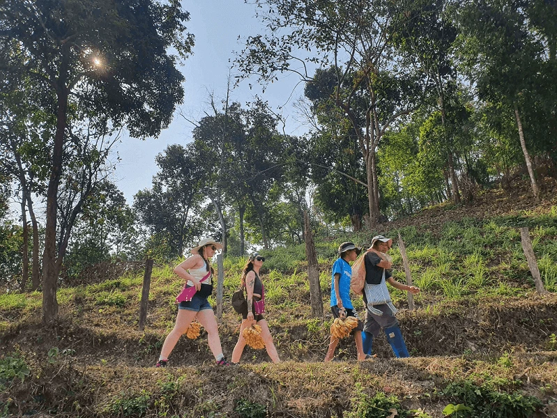 "Halfday morning at chiang mai elephant sanctuary"