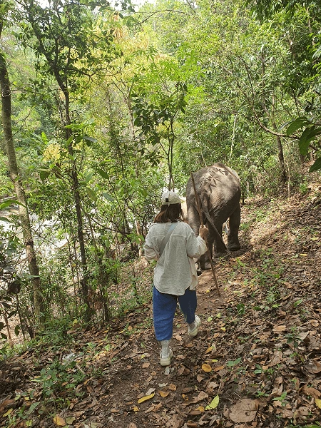Peaceful walk with an elephant in the natural surroundings of Chiang Mai