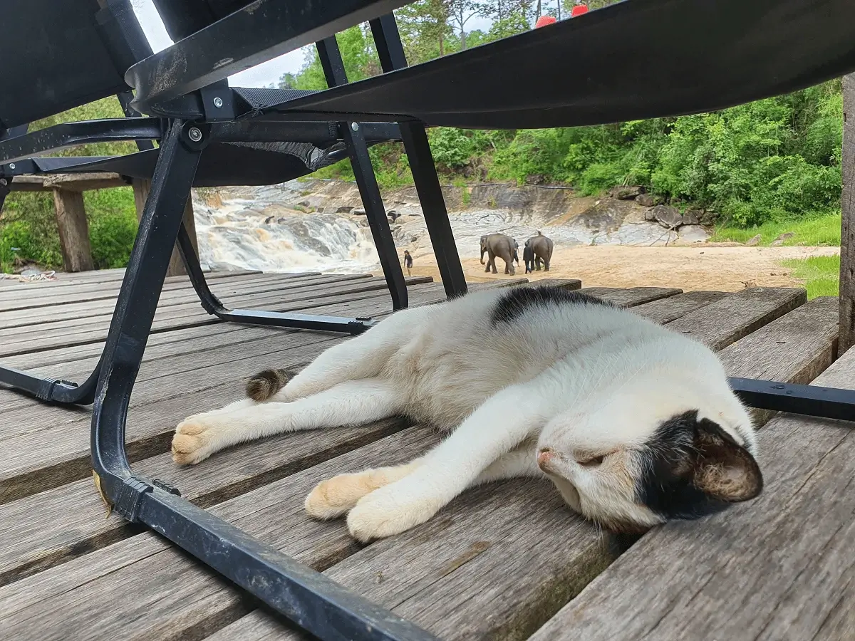 ''A cat resting peacefully at Le Cher Elephant Home, part of the elephant sanctuary Chiang Mai nature experience''