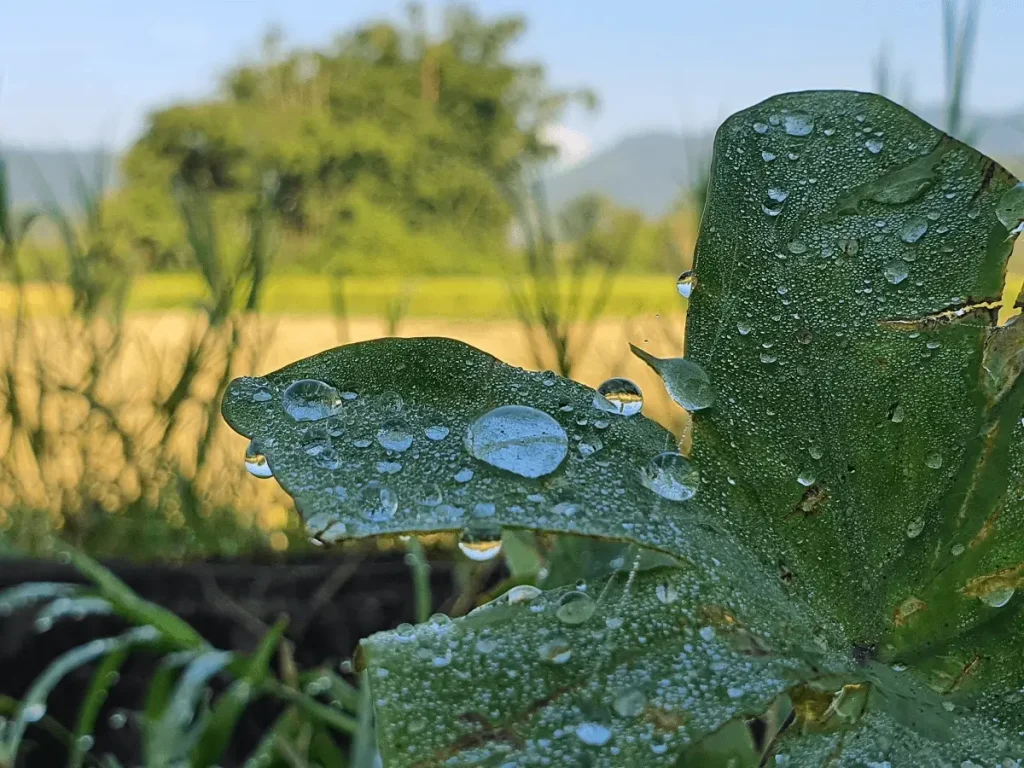 "Calm and cool winter day at ethical elephant sanctuary Chiang Mai, highlighting the natural beauty and peaceful habitat."