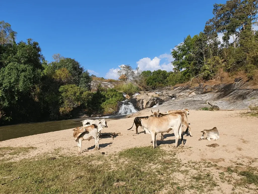 ''A herd of cows drinking water at the stream at Le Cher Elephant Home, part of the elephant sanctuary Chiang Mai nature experience''