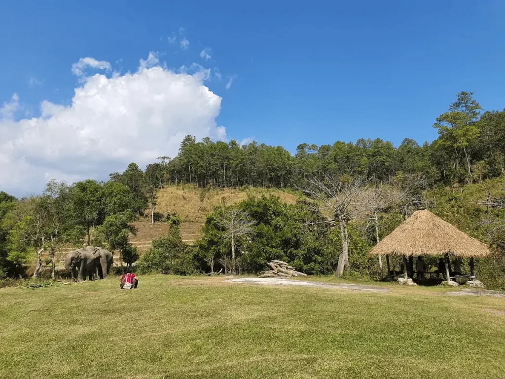 "Elephant grazing peacefully on green grass during the hot summer season at ethical elephant sanctuary Chiang Mai, showcasing the natural and ethical care environment."