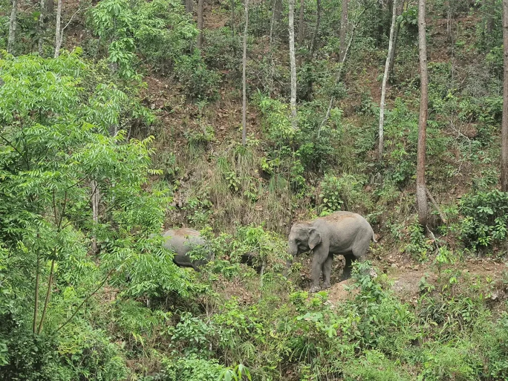 "Elephants enjoying freedom in wide natural forest surroundings in Chiang Mai"