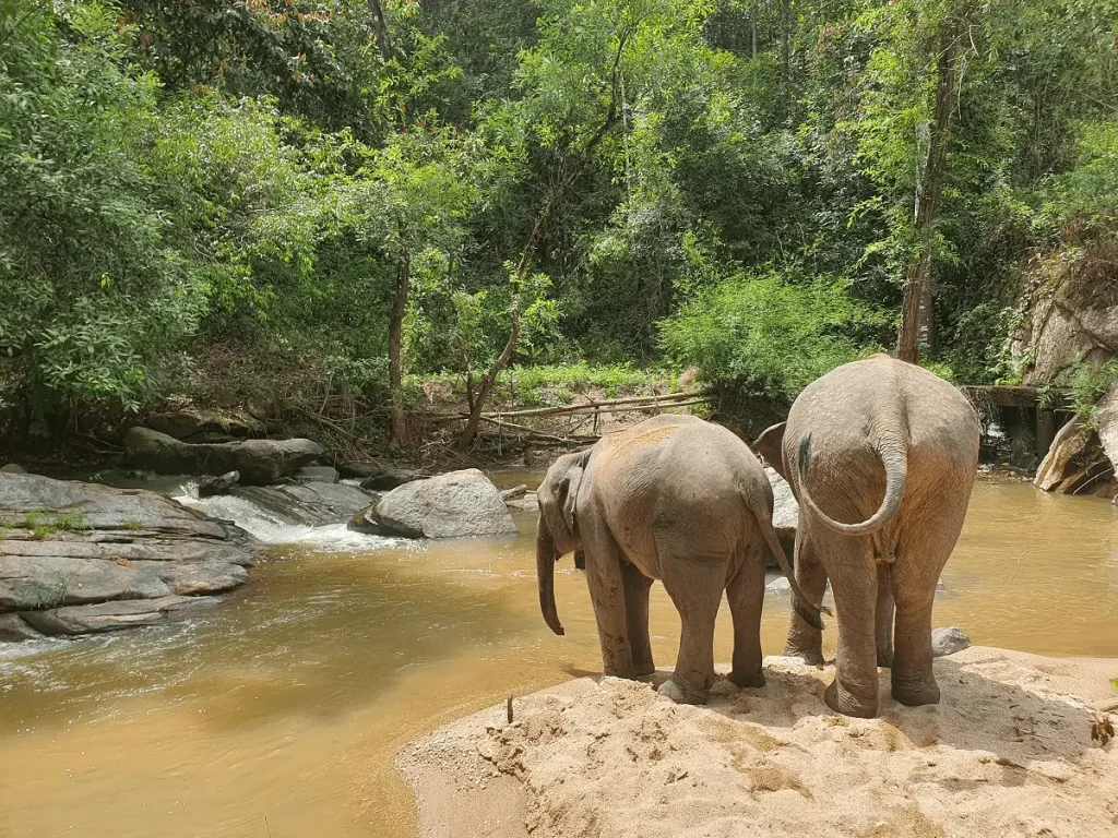"Peaceful natural elephant sanctuary chiang mai with elephants at Le Cher Elephant Home"