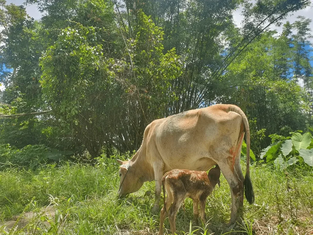 ''Newborn calf drinking milk at Le Cher Elephant Home, part of the elephant sanctuary Chiang Mai nature experience''