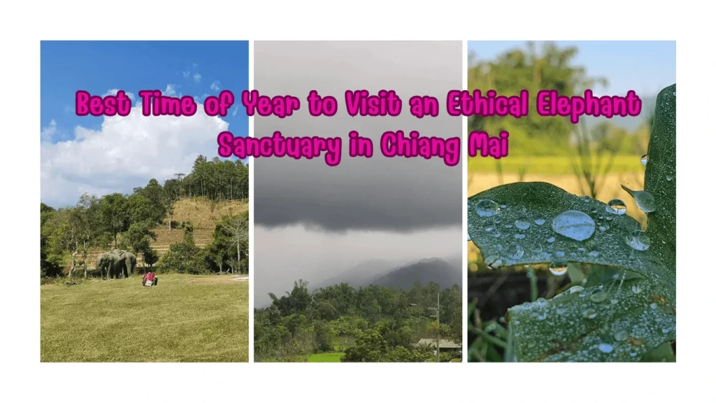 "Various elephants interacting with each other in a spacious, natural environment at ethical elephant sanctuary Chiang Mai."