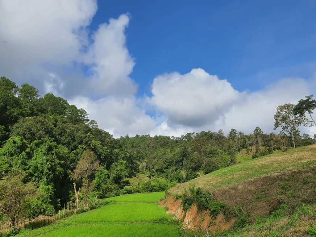 "Rice fields and forest view at the Half Day Ethical Elephant Sanctuary Chiang Mai Program for Families"
