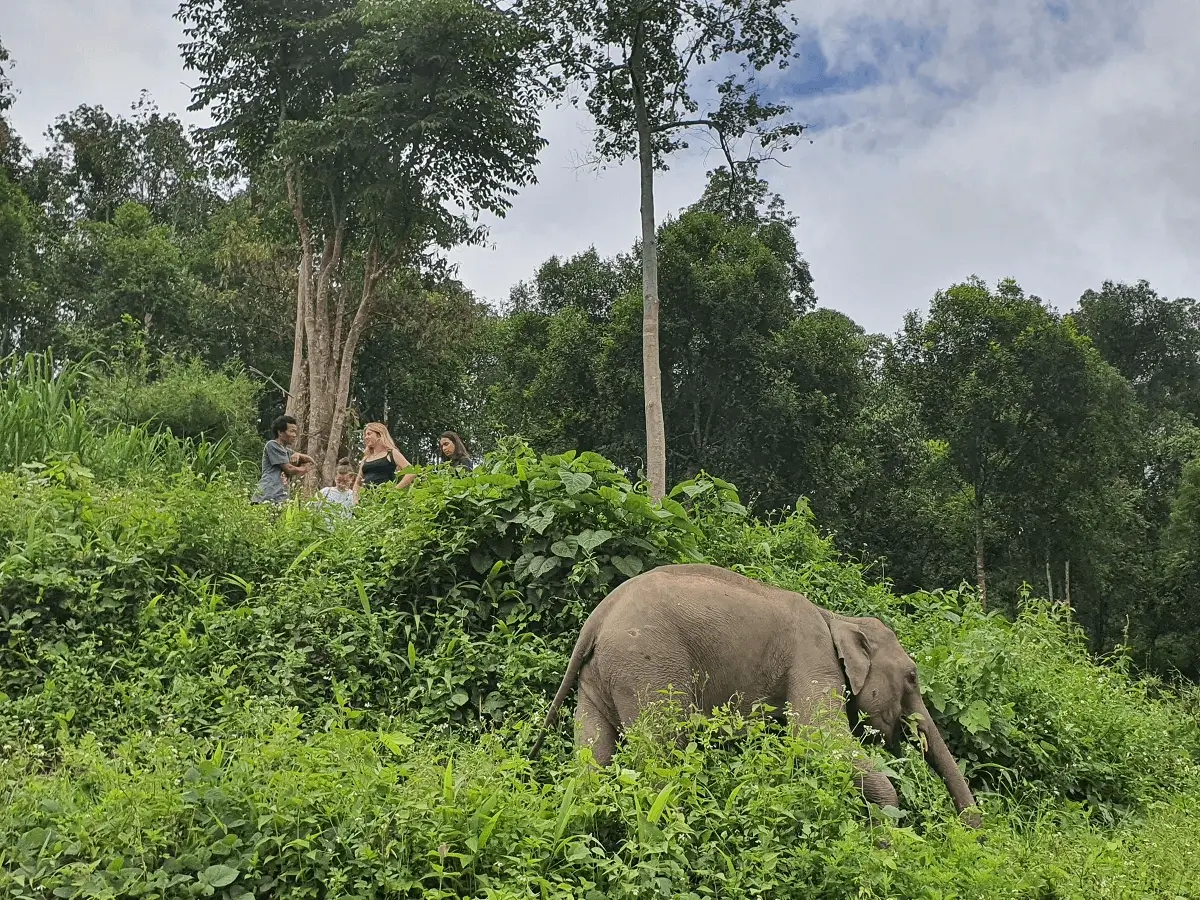 "Elephants walking freely in nature at Le Cher Elephant Home, an elephant sanctuary Chiang Mai"