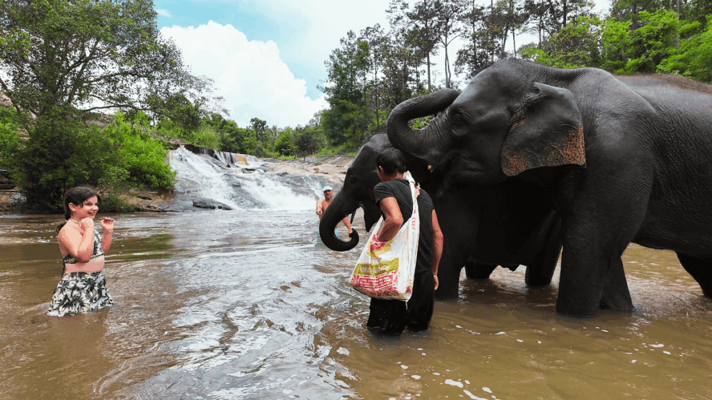 ''Elephants enjoying water without rushed activities''