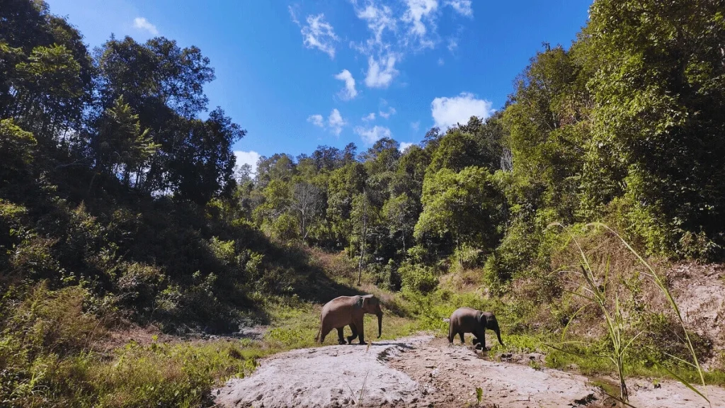 Elephants walking through the forest at an elephant park in Chiang Mai