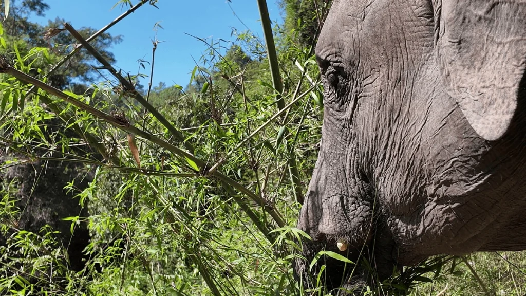 elephant eating bamboo at an ethical elephant sanctuary in Chiang Mai