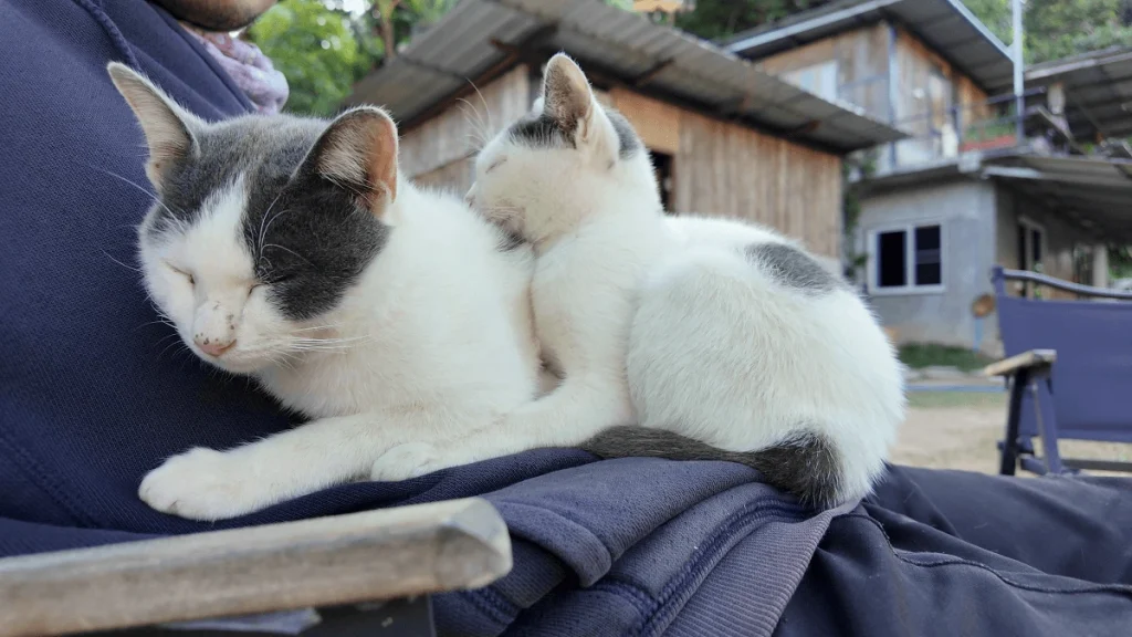 a cute cat relaxing at a peaceful homestay in Chiang Mai